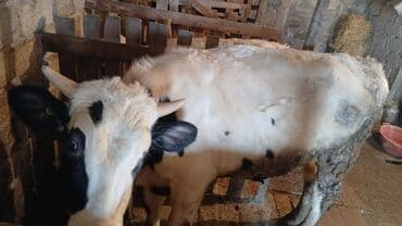 bakida cins ineklerin satisi: Dana, buzov, Erkək, ay: 10, 150 kq, Damazlıq, Ünvandan götürmə — 1