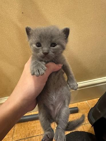 pişik tap az: Erkək, Yaxşı əllərə — 6