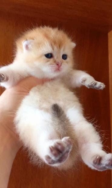 munchkin pişik: Britan, Erkək, Yaxşı əllərə, Ünvandan götürmə — 5