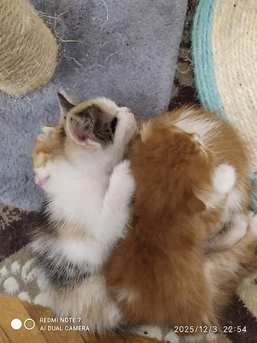 heyvan sahiblendirme: Yaxşı əllərə — 3