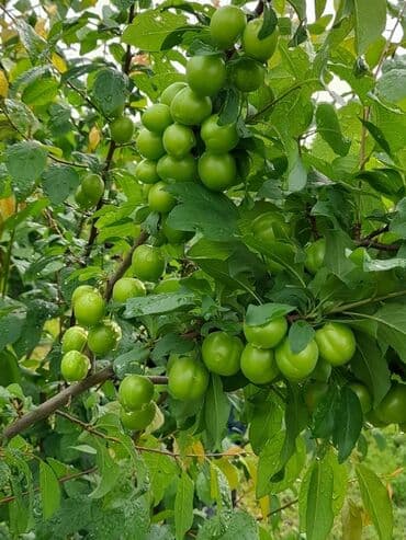 zeytun satışı: Alça qələmi "saglam tinglər saglam bagçiliqin təminatidir"🌱 yeni əkin — 6