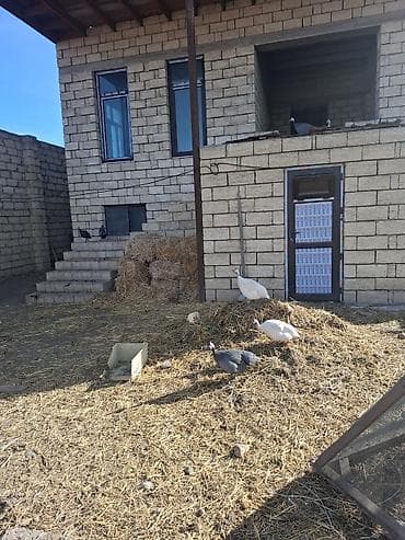 bulbul quşu: Məhsul: Hind toyuqları (Qvineya quşları) – müxtəlif rənglər Təsvir: - — 9