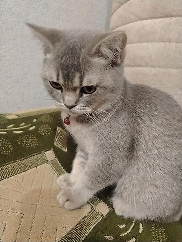 şotlan pişiyi: Şotland — 2