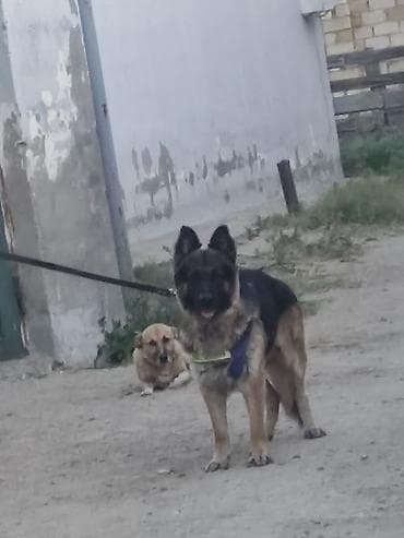coban it: Alman çoban iti, Peyvəndli — 1