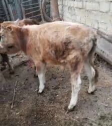 heyvanlara verilen adlar: Dana, buzov, Erkək, ay: 4, 65 kq, Damazlıq, Ünvandan götürmə — 2