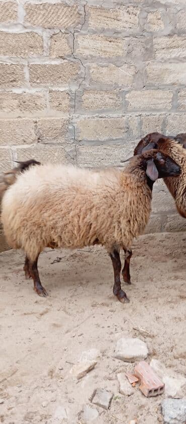 Dana, buzov: Salam ünvan Bakıin maştağa kendi obşi 6 baş heyvanlar 5 baş boğaz — 6