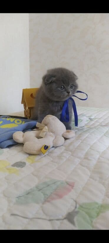 pisik şotlant: Şotland yastı qulaq — 4