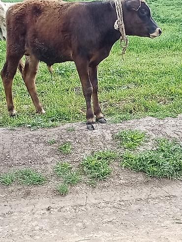 heyvanlar alemi: Erkeydi riyalı alci zengin vursun hevan celilabada — 2