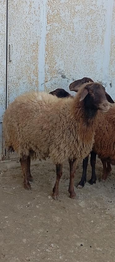 Keçilər, çəpişlər: Salam ünvan Bakıin maştağa kendi obşi 5 baş qoçnu almış boğaz cavan — 5