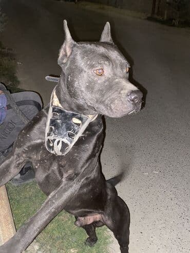 померанский шпиц баку: Питбуль, 2 месяца, Самец, С прививками, Самовывоз — 2