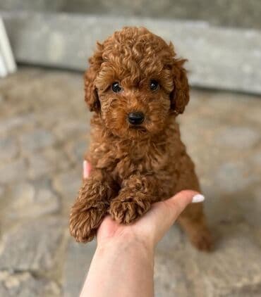 pudel toy: Pudel, 1 ay, Erkek, Ödənişli çatdırılma — 4