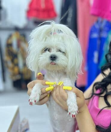 pişik satişi: Malta bolonka — 9