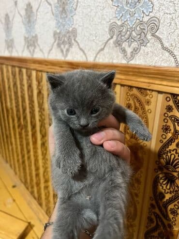 Gəmiricilər: 80 m — 1