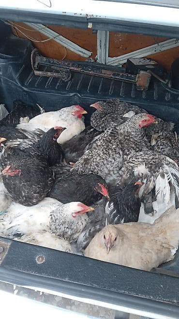 Heyvanlar üçün mallar: Toyuq, Damazlıq — 1