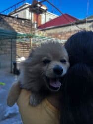 цены на собак: İt satılır — 3