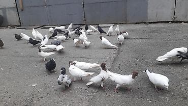 göyerçin yuvası: Optum satilir 30 40 arasi quwdur texmini quwdur. tek satilmir unvan — 1