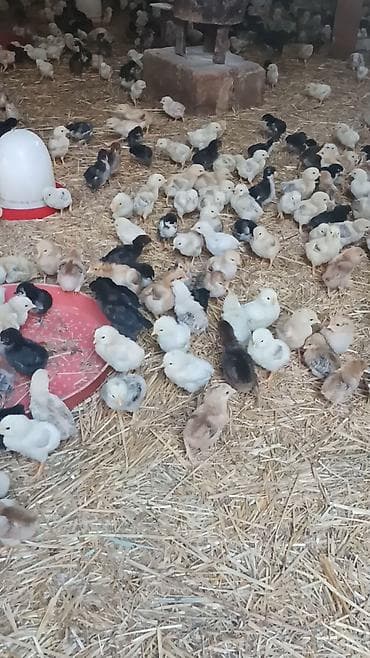 tap az keciler: Kənd Cücələrinin Satışı.Yumurta Qəbulu DİQQƏT! İNKUBATOR UCAR — 2