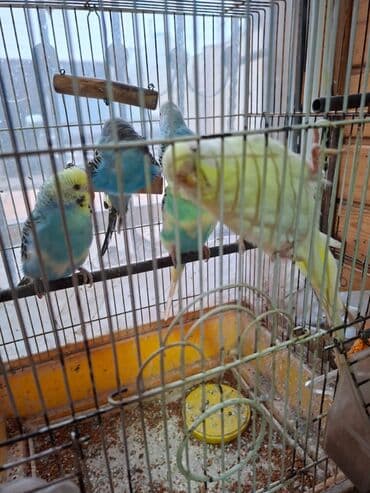 tuk tuk mmc: Salam umumi 10 qusdur 2 çütdür 6 si ise tek tek sekillerdede var cut — 5