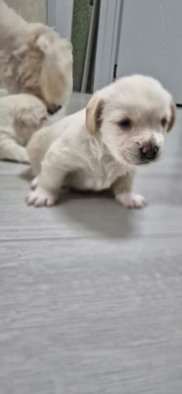 Ev itidir ANA BALA Satılır 2 sidə bala 1 aylıqdı 150 azn . ana 250 azn