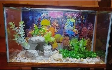 akvarum baliqlari: Dördbucaq akvarium, 40 l, Pulsuz çatdırılma — 6