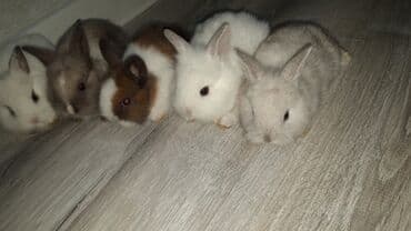 hinduşqa cücəsi: Miniatür dovşan balaları - Növ: dekorativ miniatür (cücə) dovşanlar - — 2