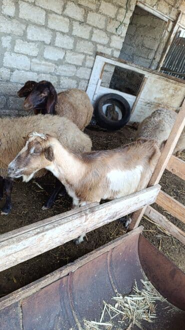 cins ineklerin qiymeti: Məhsul: Keçilər satılır boğaz keçilər sudlü heyvanlardı Qiymət: 400 — 19