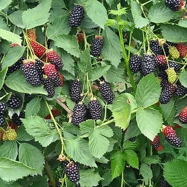 dekorativ agaclarin satisi: Tinglər — 7