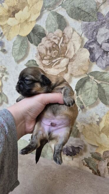 balaca itlərin qiyməti: İt balası – kiçik ölçülü, qısaburun tipli (Pekines/Şih-cu xatırladan) — 7