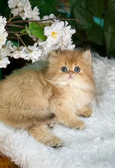 ari ailesi satilir: Erkək, Dişi, Yaxşı əllərə, Ödənişli çatdırılma, Rayonlara çatdırılma, Ünvandan götürmə — 1