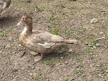 cucə və xoruz təmsil: Dişi, | Lal ördək, Damazlıq — 3