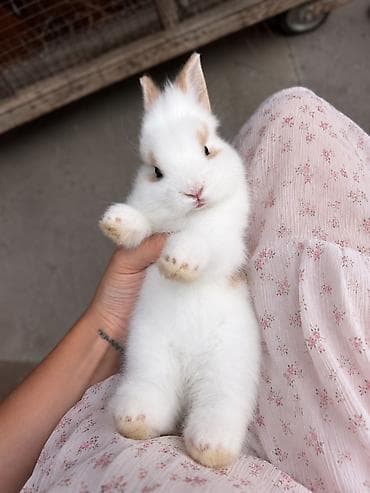 cepis sekilleri: 🐰 Hazırda məndə bu çox şirin dovşanım var 🥹🤍 Çox şirin və özəl — 1