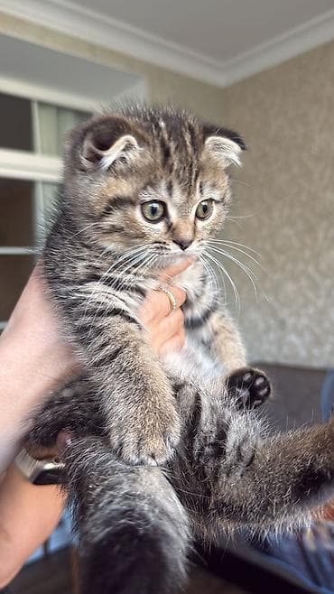 pişik sumqayıt: Şotland — 9