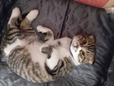 pişik damı: Şotland yastı qulaq, Yaxşı əllərə — 3