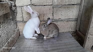 Ev dovşanları – cüt 2 ədəd sağlam ev dovşanı satılır.😊 Birlikdə