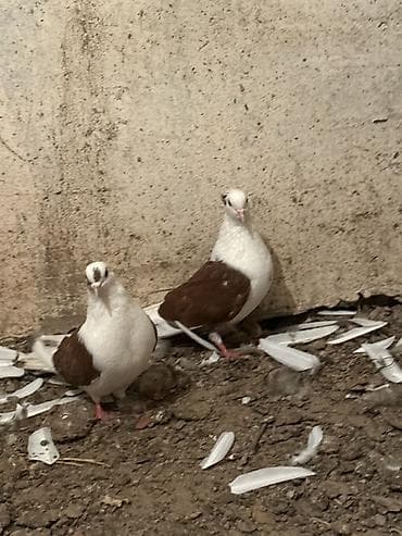 qaz qusu: Cüt qırmızı çepler — 2