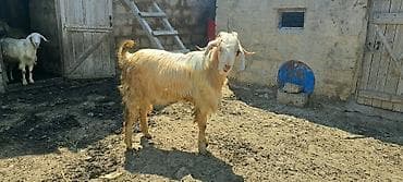 pisik cutlesdirme: Hələb təkəsi - Növ: erkək hələb keçi (buynuzlu), uzun tüklü, açıq — 3