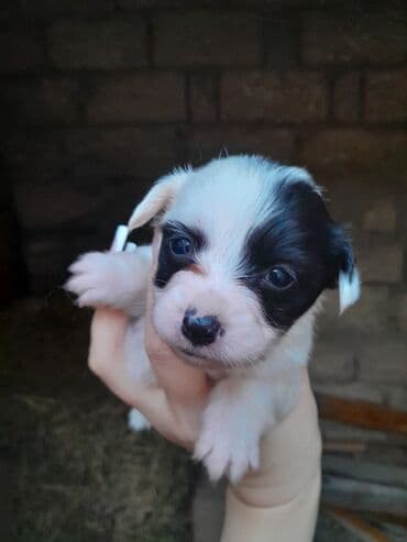 cibus itleri: Zvonok, 1 ay, Dişi, Ünvandan götürmə — 7