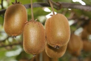 сливочное масло в баку: Məhsul: Kivi Bitkisi Bitki.Dibceklerde.Sifariwleri Bakiya catdirmaq — 1