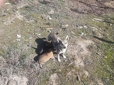 Птицы: Звонок, С прививками — 3