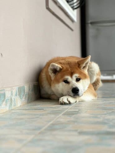 Akvariumlar: Akita-inu, 1 il, Erkek, Ünvandan götürmə — 2