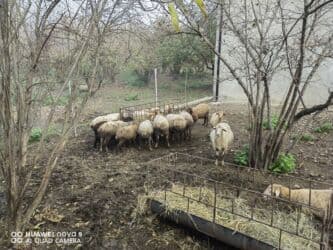 Balıqlar: Qusardadi bogazlarda var — 1