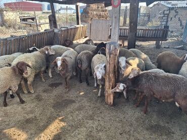 balasına süd vermeyen qoyun: Salam cəmi 17dənə heyvandı 13 ekəkdi 4dü ddişdi bordağ heyvanlardı — 1