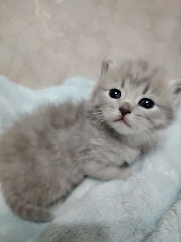 toplan it evi: Şotland — 4