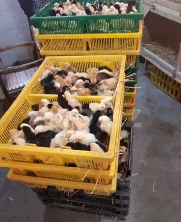 ordek balasi nece gune cixir: Toyuq cücələri, Ətlik — 2