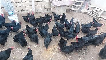 kənd toyuqlarının satışı: Toyuq, Australorp, Damazlıq, Ünvandan götürmə — 6