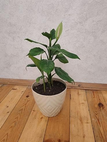 ataturk ciceyi: Spathiphyllum (Sülh zanbağı) – dekorativ otaq bitkisi - Uzun, parlaq — 4