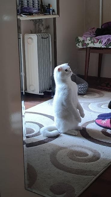 pişik cutləşdirilir: Cütleşdirilir Erkek Scottish Fold 1 yaş 2 aylıqdı — 3