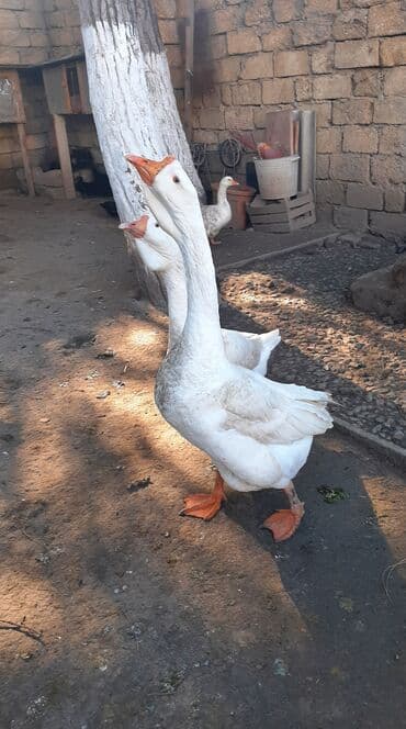 Digər heyvanlar: Satılır: Şatışda kayuqa, cins lal ördək və xalmaqordan dönmə linda — 5