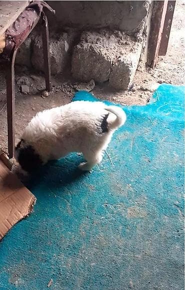 Qafqaz çoban iti, Dişi — 1