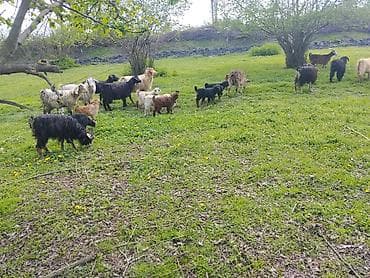 bogaz keci: Salam Gördüyünüz xırda buynuz heyvanlar Satılır ümumilikdə 17 Ana 17 — 4